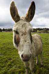 Obraz premium beutiful donkey on the nature
