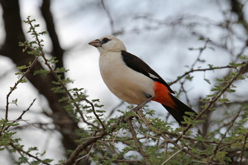 white headed,Tanzania
