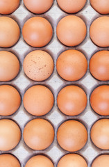 Brown eggs in cardboard on white background.