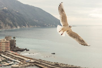 Seagull flying over Camogli, italy
