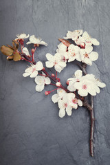 Spring cherry blossom flowers on a tile slate background