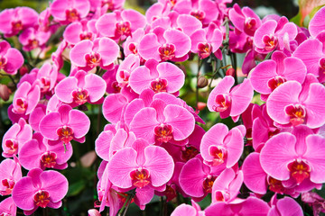 Violet Orchid flowers .