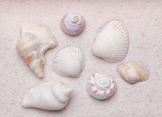 Fototapeta na wymiar Zen garden with a collection of sea shells in the white grain sa