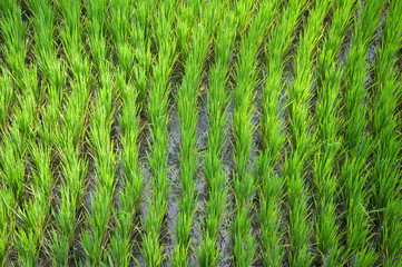 The rice terrace at Tegalang village, Ubud Indonesia