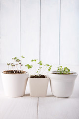 Three white flowerpots with small green sprouts of basil and min