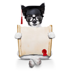 diploma dog