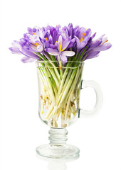 crocuses in a glass