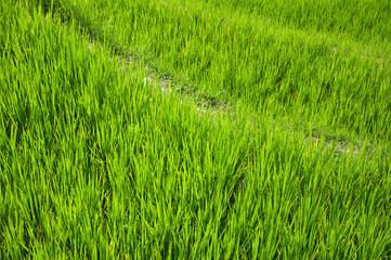 The rice terrace at Tegalang village, Ubud Indonesia