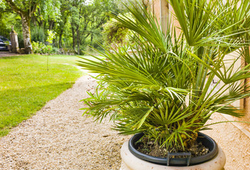 Palm in pot outside old stone house in the South of France