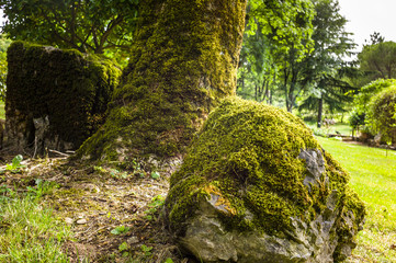 Moss covered rock and tree trunk in an old garden