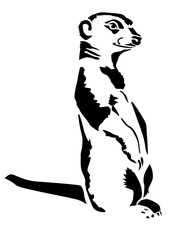 Naklejka premium Beast meerkat stands Carnivora