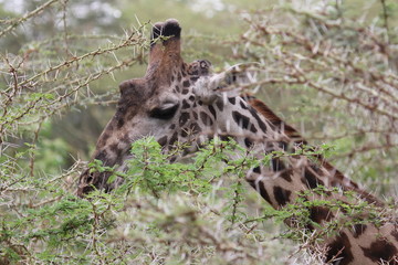 giraffe at Serengeti, Tanzania