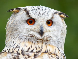 Portrait of an Eagle Owl