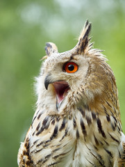 Portrait of an Eagle Owl