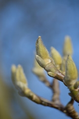 Magnolienknospen vor blauem Himmel