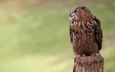 Portrait of an Eagle Owl