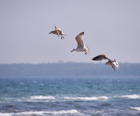 Fototapeta na wymiar Three flying seagulls