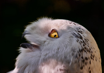 Portrait of an Eagle Owl