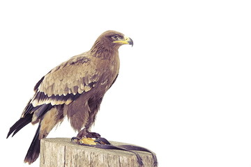 aigle