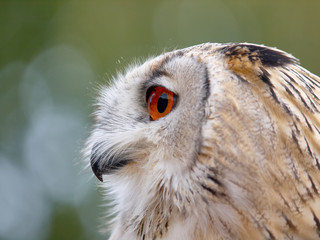 Portrait of an Eagle Owl