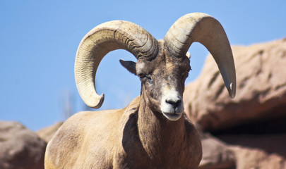 Fototapeta premium A Bighorn Sheep Ram Portrait, Ovis canadensis