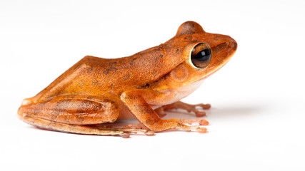 Species of a small green frog