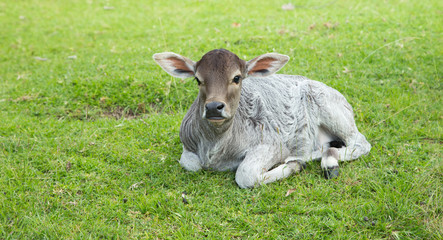 Fototapeta premium Kalb aufder Wiese.