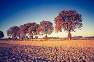 Vintage photo of autumn trees on field.