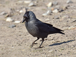 Western Jackdaw (Corvus monedula)