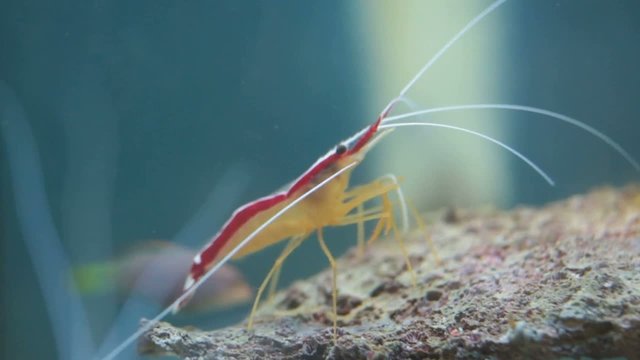 shrimp Lysmata