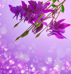 Obraz na płótnie Canvas Purple columbine.