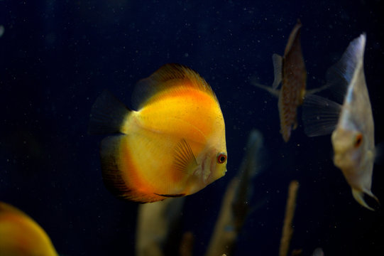 Symphysodon discus