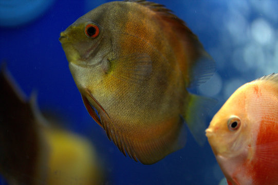 Symphysodon discus