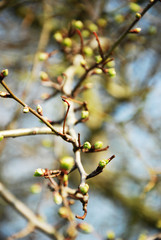 Himbeere im Frühling