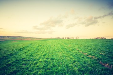 Vintage photo of young green cereal field