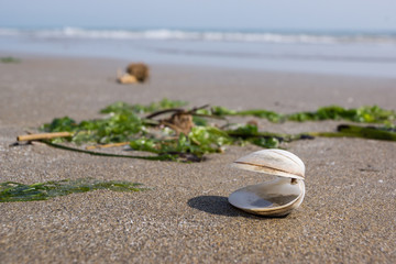 Offene Muschel im Sand