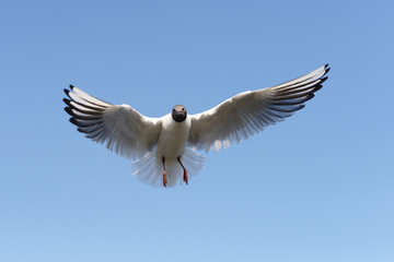 Black-headed Gull, Chroicocephalus ridibundus