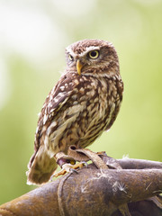 Tiny owl