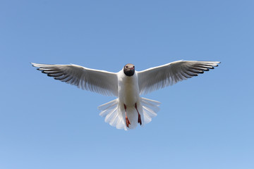 Black-headed Gull, Chroicocephalus ridibundus