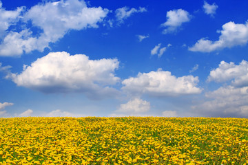 Obraz premium Yellow dandelion flower field .