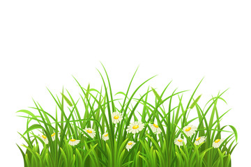 Fototapeta premium Spring green grass and daisies on white background