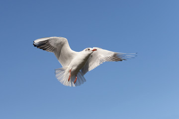 Black-headed Gull, Chroicocephalus ridibundus