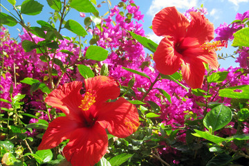 BlumenHibiskusFuerteventura © I.Arle41