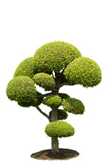 Bonsai