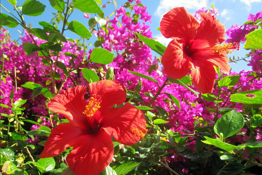 BlumenHibiskusFuerteventura