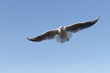 Obraz premium Black-headed Gull, Chroicocephalus ridibundus