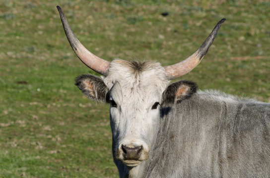 Maremmana cows grazing on a green prairie