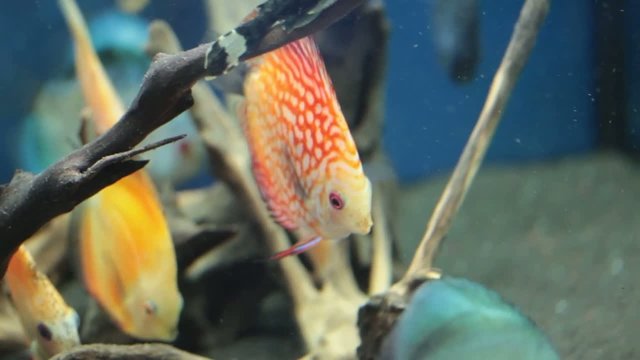 Fish - Symphysodon discus