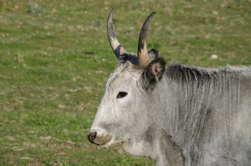 Maremmana cows grazing on a green prairie