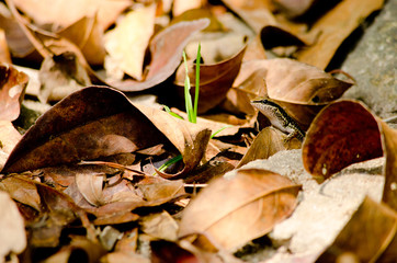 lizzard on the leaf
